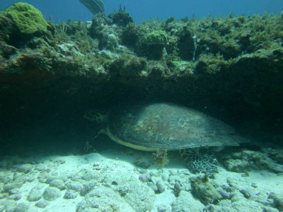 Tartaruga descansa sob coral durante nosso segundo mergulho do dia em Isla Mujeres, no litoral do Yucatán, no sul do México